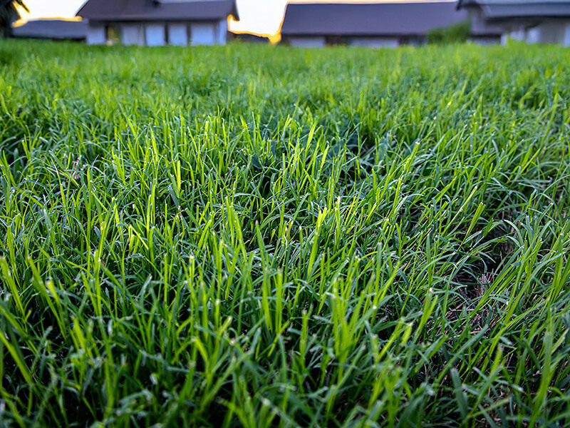 Bermudagrass