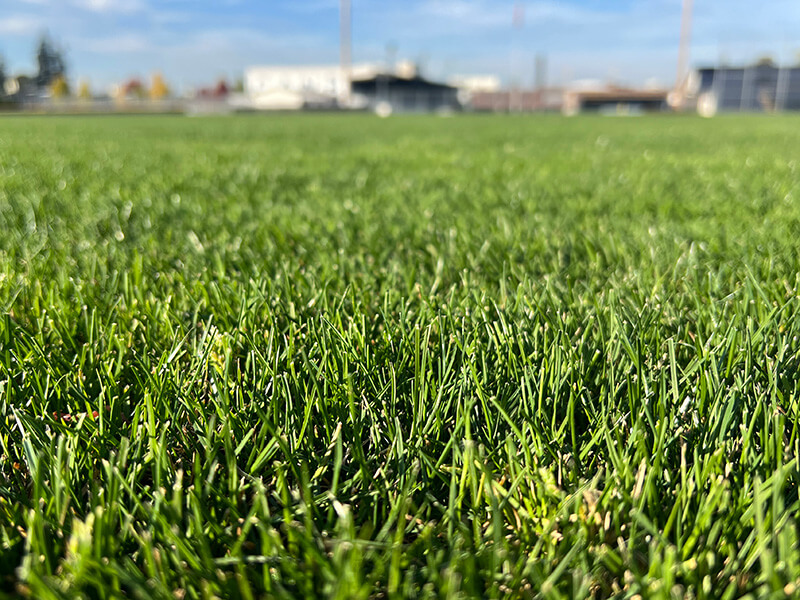 Perennial Ryegrass